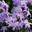 Ladoňka zářící 'Violet Beauty' - Chionodoxa luciliae 'Violet Beauty'