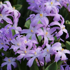 Ladoňka zářící 'Violet Beauty' - Chionodoxa luciliae 'Violet Beauty'