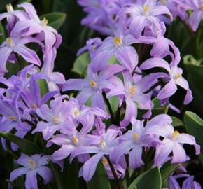 Ladoňka zářící 'Violet Beauty' - Chionodoxa luciliae 'Violet Beauty'