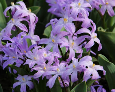 Ladoňka zářící 'Violet Beauty'
