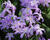 Ladoňka zářící 'Violet Beauty'