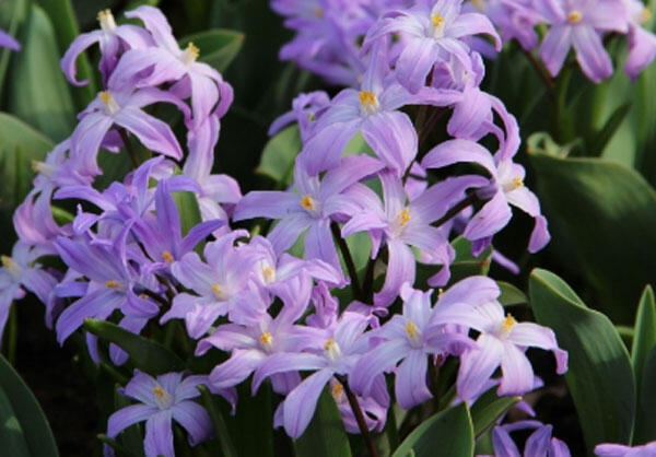 Ladoňka zářící 'Violet Beauty' - Chionodoxa luciliae 'Violet Beauty'