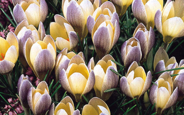 Krokus, šafrán 'Advance' - Crocus chrysanthus 'Advance'