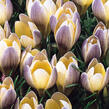 Krokus, šafrán 'Advance' - Crocus chrysanthus 'Advance'