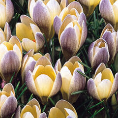 Krokus, šafrán 'Advance' - Crocus chrysanthus 'Advance'