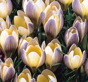 Krokus, šafrán 'Advance' - Crocus chrysanthus 'Advance'