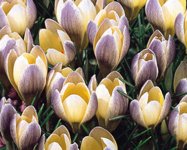 Krokus, šafrán 'Advance'