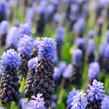 Modřenec - Muscari latifolium
