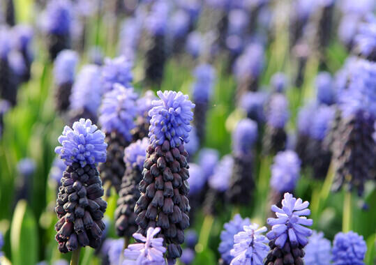 Modřenec - Muscari latifolium