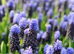 Modřenec - Muscari latifolium