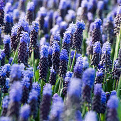 Modřenec - Muscari latifolium