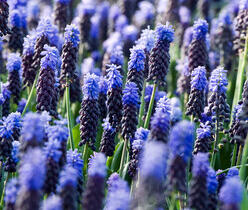 Modřenec - Muscari latifolium