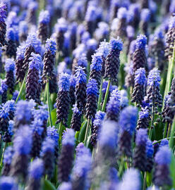 Modřenec - Muscari latifolium