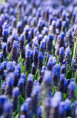 Modřenec - Muscari latifolium