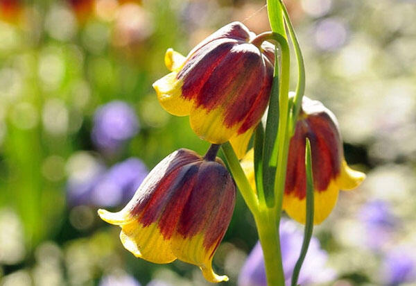 Řebčík Michajlovského - Fritillaria michailovskyi