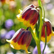 Řebčík Michajlovského - Fritillaria michailovskyi