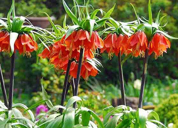 Řebčík královský 'Rubra Maxima' - Fritillaria imperialis 'Rubra Maxima'