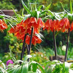 Řebčík královský 'Maxima Rubra' - Fritillaria imperialis 'Maxima Rubra'
