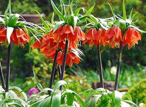 Řebčík královský 'Maxima Rubra' - Fritillaria imperialis 'Maxima Rubra'