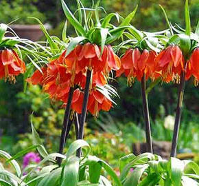 Řebčík královský 'Rubra Maxima' - Fritillaria imperialis 'Rubra Maxima'