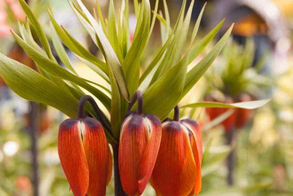 Řebčík královský 'Aurora' - Fritillaria imperialis 'Aurora'