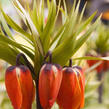 Řebčík královský 'Aurora' - Fritillaria imperialis 'Aurora'