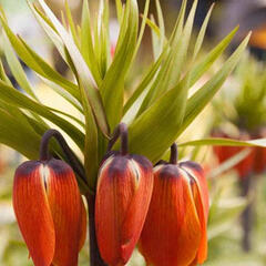 Řebčík královský 'Aurora' - Fritillaria imperialis 'Aurora'