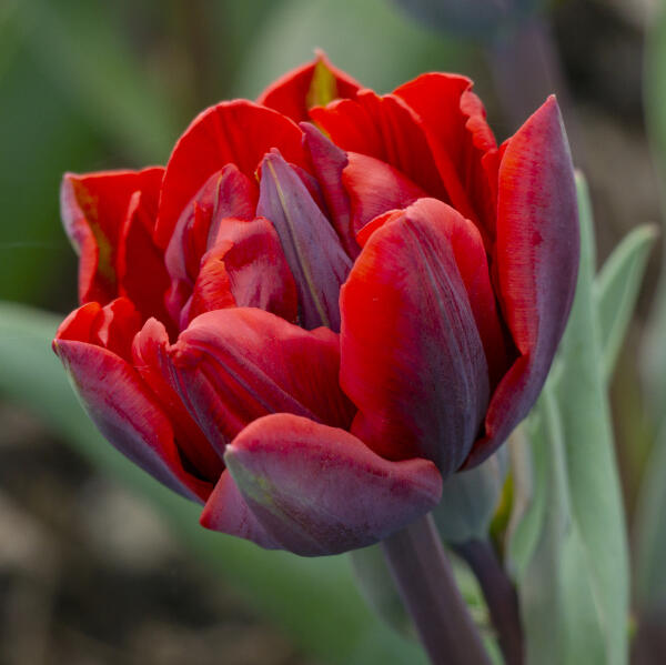 Tulipán plnokvětý pozdní 'Red Princess' - Tulipa Double Late 'Red Princess'