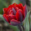 Tulipán plnokvětý pozdní 'Red Princess' - Tulipa Double Late 'Red Princess'