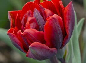 Tulipán plnokvětý pozdní 'Red Princess' - Tulipa Double Late 'Red Princess'