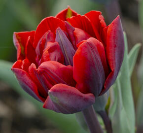 Tulipán plnokvětý pozdní 'Red Princess' - Tulipa Double Late 'Red Princess'