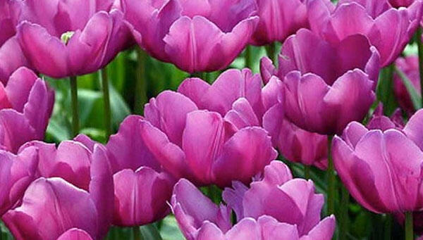 Tulipán 'Purple Prince' - Tulipa Single Early 'Purple Prince'