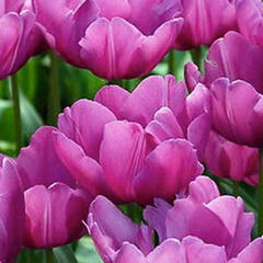 Tulipán 'Purple Prince' - Tulipa Single Early 'Purple Prince'