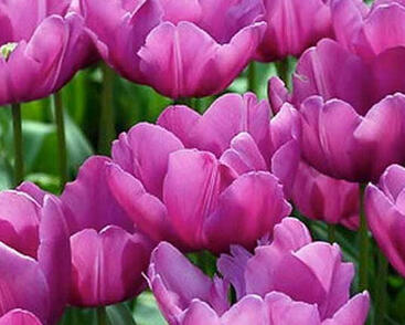 Tulipán jednoduchý raný 'Purple Prince'