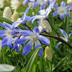 Ladoňka bleděmodrá - Chionodoxa forbesii