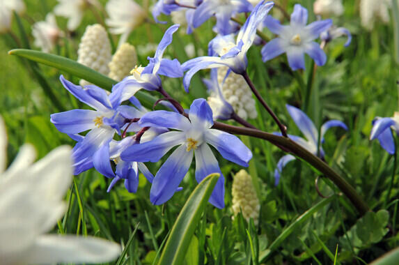Ladoňka bleděmodrá - Chionodoxa forbesii