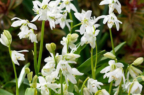 Ladoňka sibiřská 'Alba' - Scilla siberica 'Alba'