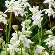 Ladoňka sibiřská 'Alba' - Scilla siberica 'Alba'