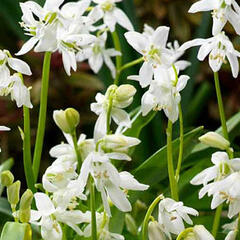 Ladoňka sibiřská 'Alba' - Scilla siberica 'Alba'