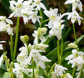 Ladoňka sibiřská 'Alba' - Scilla siberica 'Alba'