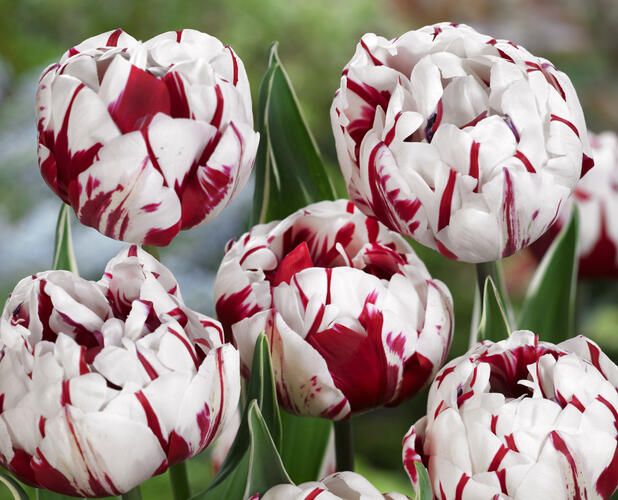 Tulipán plnokvětý pozdní 'Carnaval de Nice' - Tulipa Double Late 'Carnaval de Nice'