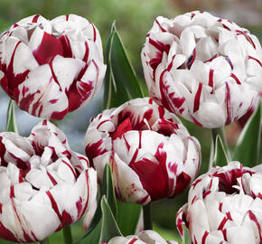 Tulipán plnokvětý pozdní 'Carnaval de Nice' - Tulipa Double Late 'Carnaval de Nice'