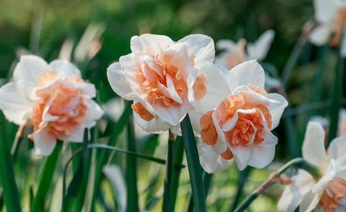 Narcis plnokvětý 'Delnashaugh' - Narcissus double 'Delnashaugh'