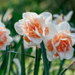 Narcis plnokvětý 'Delnashaugh' - Narcissus double 'Delnashaugh'