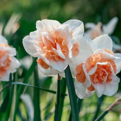 Narcis plnokvětý 'Delnashaugh' - Narcissus double 'Delnashaugh'