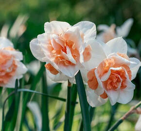 Narcis plnokvětý 'Delnashaugh' - Narcissus double 'Delnashaugh'