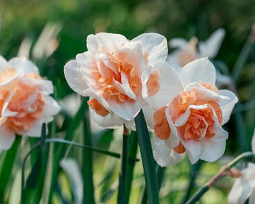 Narcis plnokvětý 'Delnashaugh'