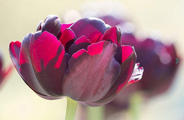 Tulipán plnokvětý pozdní 'Black Hero' - Tulipa Double Late 'Black Hero'