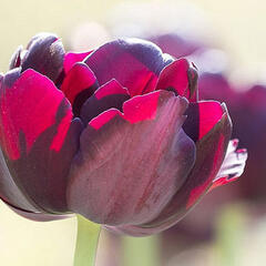 Tulipán plnokvětý pozdní 'Black Hero' - Tulipa Double Late 'Black Hero'