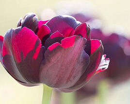 Tulipán plnokvětý pozdní 'Black Hero'